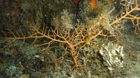 310 Gorgone orange (Leptogorgia sarmentosa)